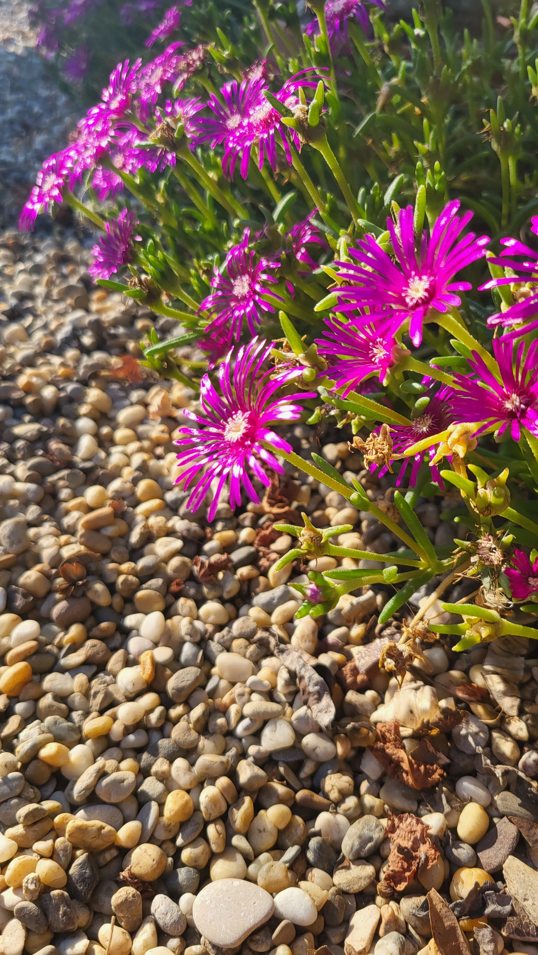 Üppig bepflanzter Gartenweg mit trockenheitsverträglichen Stauden