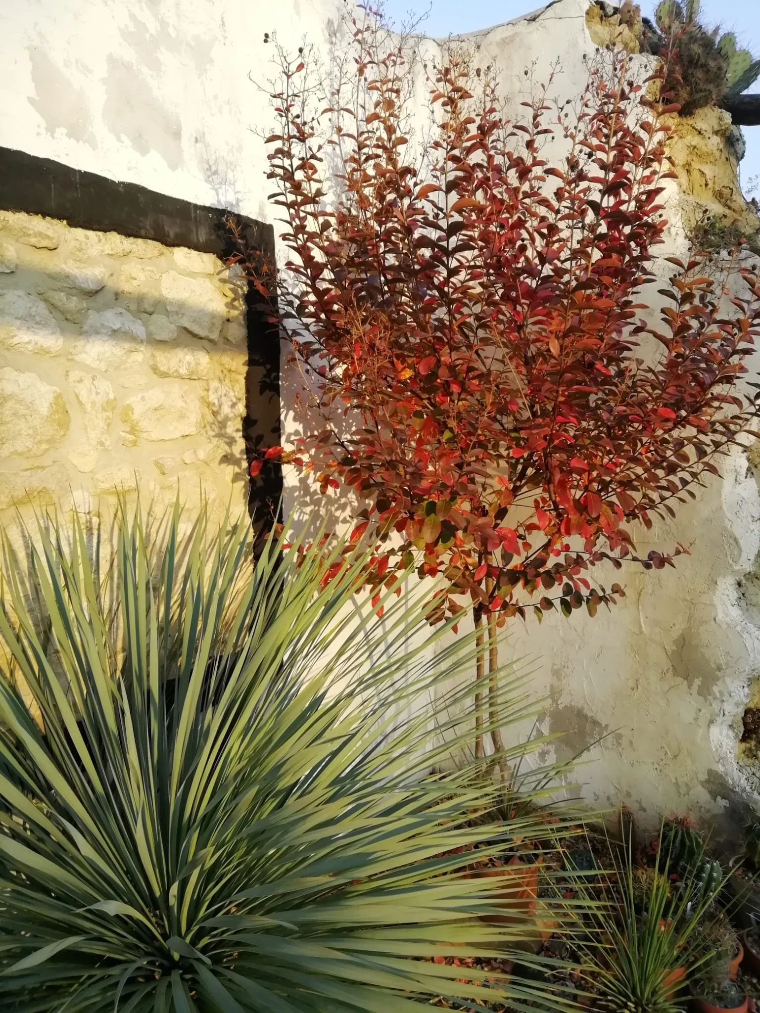 Trockenheitsverträgliche Stauden und Gräser im Versuchsgarten