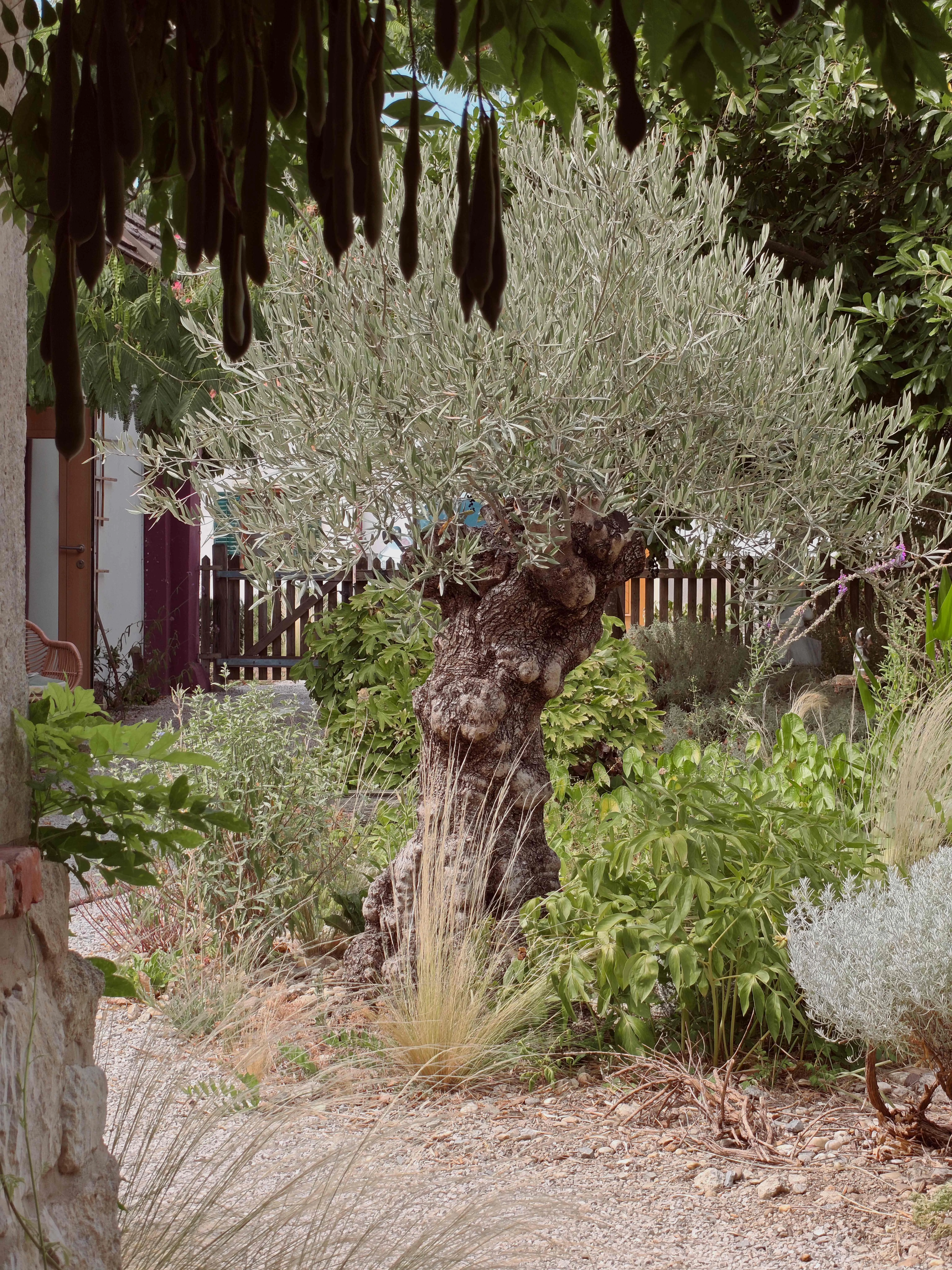 Mediterraner Garten mit altem Olivenbaum