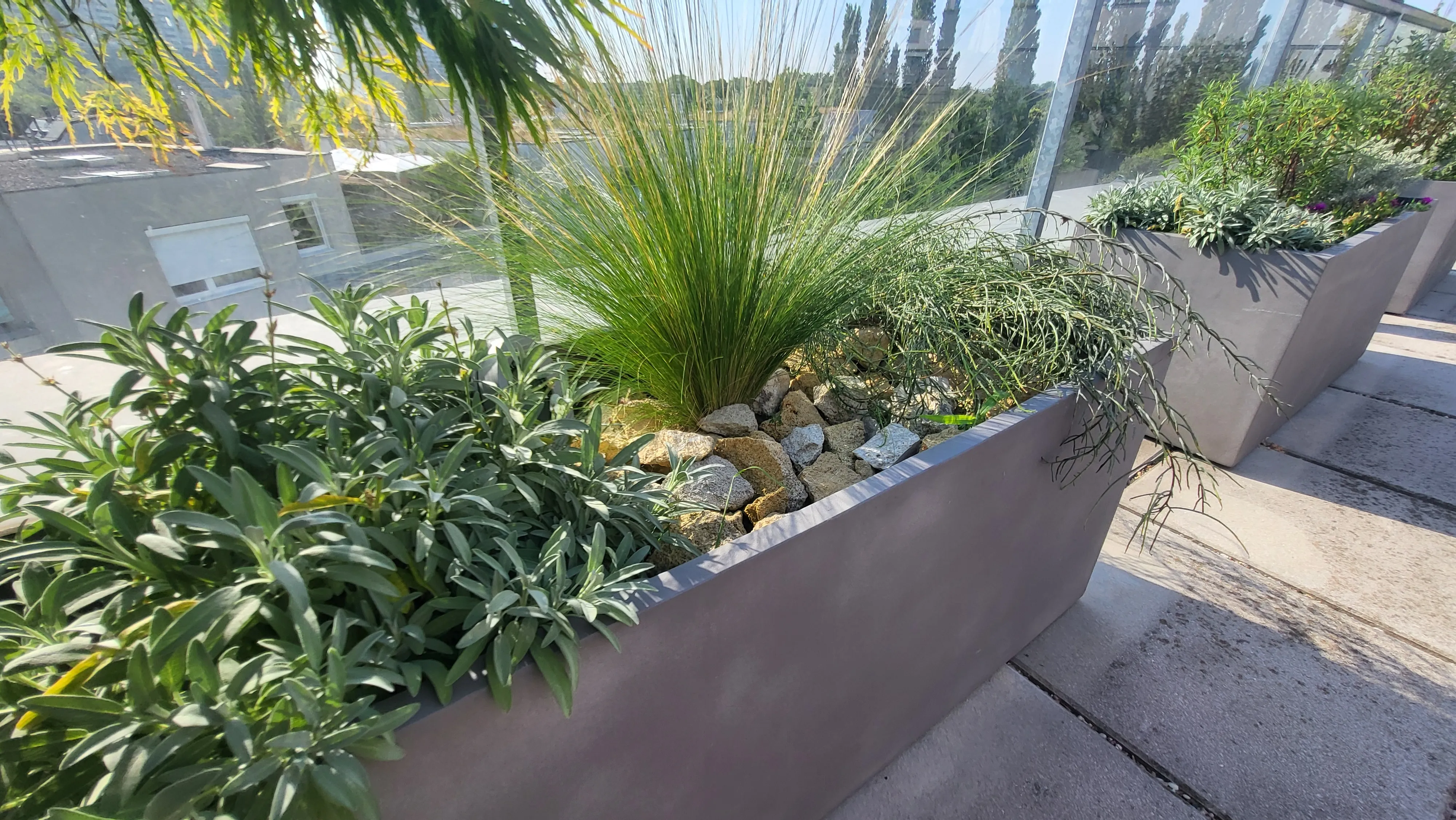 Artenreiche Begrünung einer sonnigen Terrasse